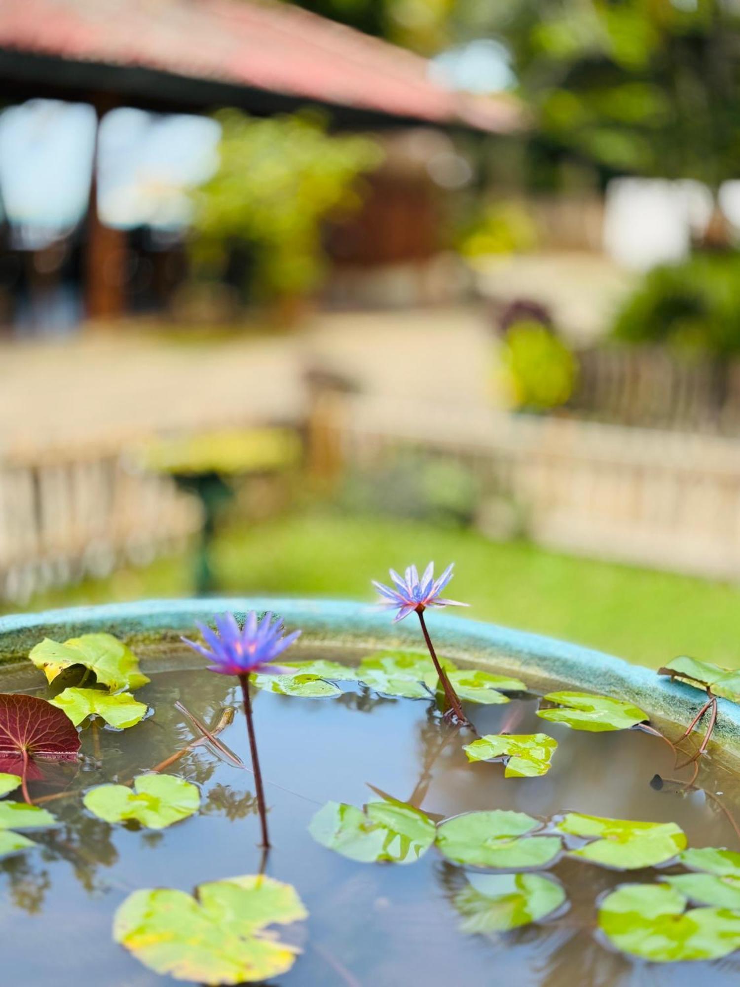 Balance Beach Resort Dikwella Ngoại thất bức ảnh