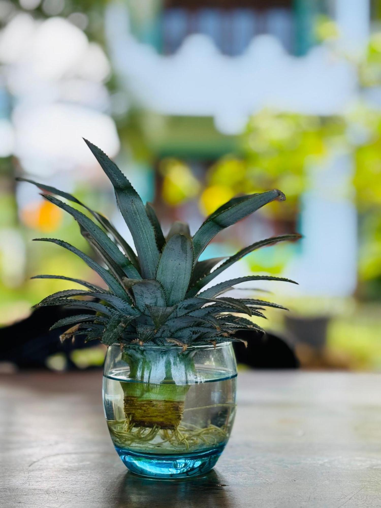 Balance Beach Resort Dikwella Ngoại thất bức ảnh